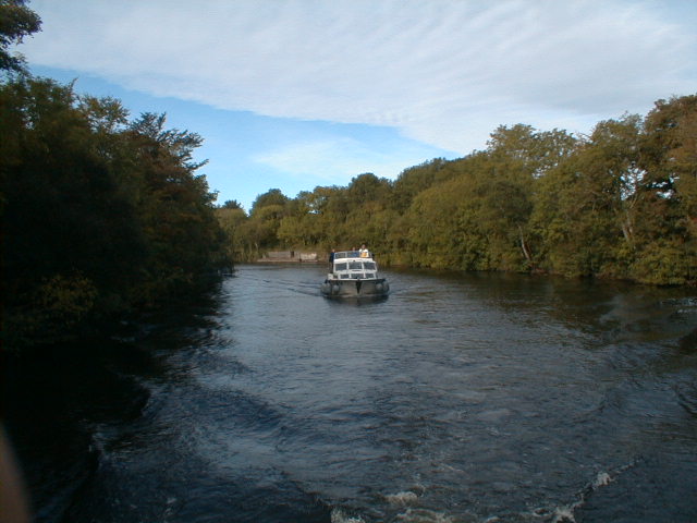 die "Purple Loosestrife" im Jamestown Canal