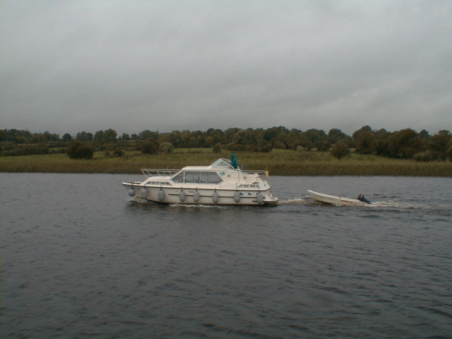 Die "Purple Loosestrife"